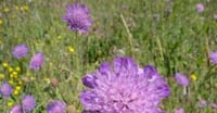 Ambretta Comune (Knautia Arvensis, Caprifoliaceae)