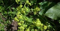 Alchemilla Giallo-Verde (Alchemilla Xanthochlora, Rosaceae)