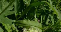 Aglio Serpentino (Allium Victorialis, Amaryllidaceae)