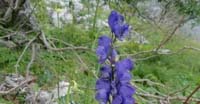 Aconito Napello (Aconitum Napellus, Ranunculaceae)