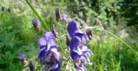 Aconito Pannocchiuto (Aconitum Degeni, Ranunculaceae)