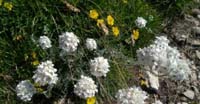 Achillea Clavena (Achillea Clavenae, Asteraceae)
