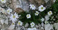 Achillea di Barrelier (Achillea Barrelieri, Asteraceae)