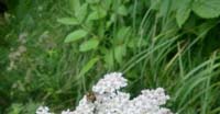 Achillea Millefoglie (Achillea Millefolium, Asteraceae)