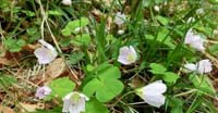 Acetosella dei Boschi (Oxalis Acetosella, Oxalidaceae)
