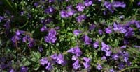 Acino Alpino (Acinos Alpinus, Lamiaceae)