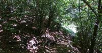 Luci di sottobosco 