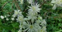 Vitalba (Clematis Vitalba, Ranuncolaceae)