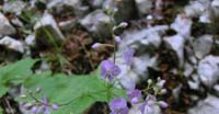 Veronica a Foglie d’Ortica (Veronica Urticifolia, Scrophulariaceae)