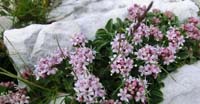 Valeriana Strisciante (Valeriana Supina Ardoino, Caprifoliaceae)