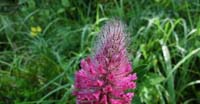 Trifoglio Rosseggiante (Trifolium Rubens, Fabaceae)