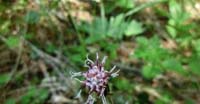 Tossilaggine Alpina (Homogyne Alpina, Asteraceae)