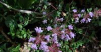 Timo Alpino (Thymus Praecox, Lamiaceae)