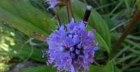 Succisa dei Prati (Succisa Pratensis, Dipsaceae)