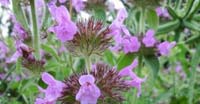 Stregona Alpina (Stachys Alpina, Lamiaceae)