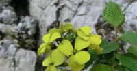 Violaciocca Strisciante (Erysimum Sylvestre, Brassicaceae)