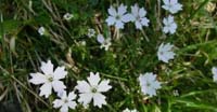 Silene delle Fonti (Silene Pusilla, Caryophyllaceae)