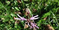 Silene Fior di Cuculo (Silene Flos-Cuculi, Caryophyllaceae)
