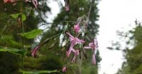 Silene a Mazzetti (Silene Armeria, Caryophyllaceae)