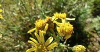 Senecio Sudafricano (Senecio Inaequidens, Asteraceae)
