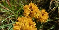 Senecio della Carnia (Senecio Incanus, Asteraceae)