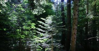 Prime luci nel bosco 