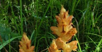 Succiamele Prataiolo (Orobanche Lutea, Orobanchaceae)
