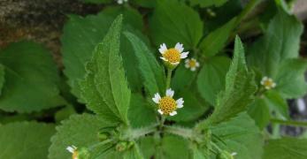 Galinsoga Ispida (Galinsoga Ciliata, Asteraceae)