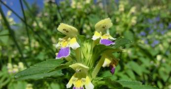 Galeopside Bella (Galeopsis Speciosa, Lamiaceae)
