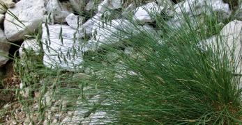 Festuca Delle Dolomiti (Festuca Alpina, Poaceae)