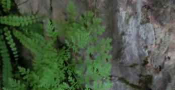 Felcetta Alpina (Woodsia Alpina, Woodsiaceae)