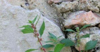 Erba Vetriola (Parietaria Officinalis, Urticaceae)