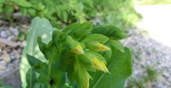 Erba Vajola Minore (Cerinthe Minor, Boraginaceae)