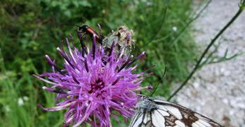 Fiordaliso Vedovino (Centaurea Scabiosa, Asteraceae)