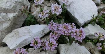 Erba Storna dalle Foglie Rotonde (Thlaspi Rotundifolium, Brassicaceae)