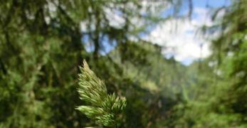 Erba Mazzolina (Dactylis Glomerata, Poaceae)