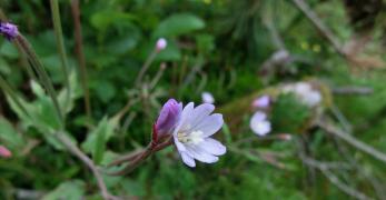 Garofanino Turgoncello (Epilobium Palustre, Onagraceae)