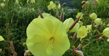 Enagra di Lamarck (Oenothera Glazioviana Micheli, Onagraceae)