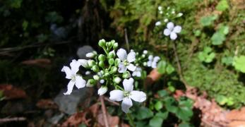 Dentaria a Tre Foglie (Cardamine Trifolia, Brassicaceae)