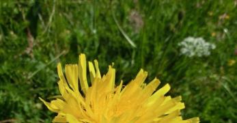 Costolina Alpina (Hypochaeris Uniflora, Asteraceae)