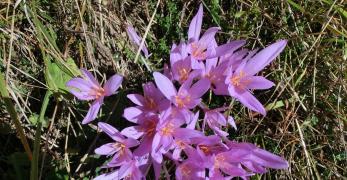 Colchico d’Autunno (Colchicum Autumnale, Colchicaceae)