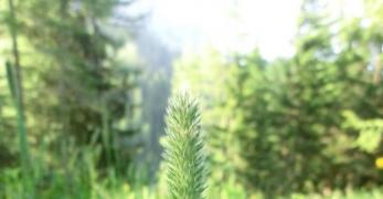 Codolina Comune (Phleum Pratense, Poaceae)