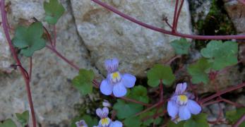 Ciombolino Comune (Cymbalaria Muralis, Plantaginaceae)