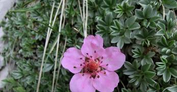Cinquefoglia delle Dolomiti (Potentilla Nitida, Rosaceae)