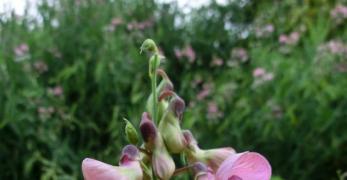 Cicerchia Silvestre (Lathyrus Sylvestris, Fabaceae)