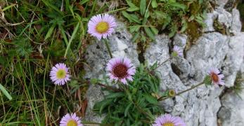 Cespica Alpina (Erigeron Alpinus, Asteraceae)