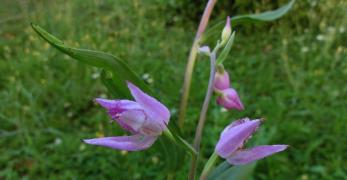 Cefalantera Rossa (Cephalanthera Rubra, Orchidaceae)
