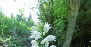 Cefalantera Bianca (Cephalanthera Damasonium, Orchidaceae)