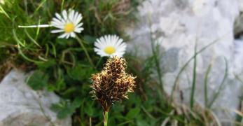 Carice Nera (Carex Parviflora, Cyperaceae)