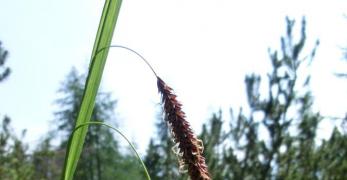 Carica Maggiore (Carex Pendula, Cyperaceae)